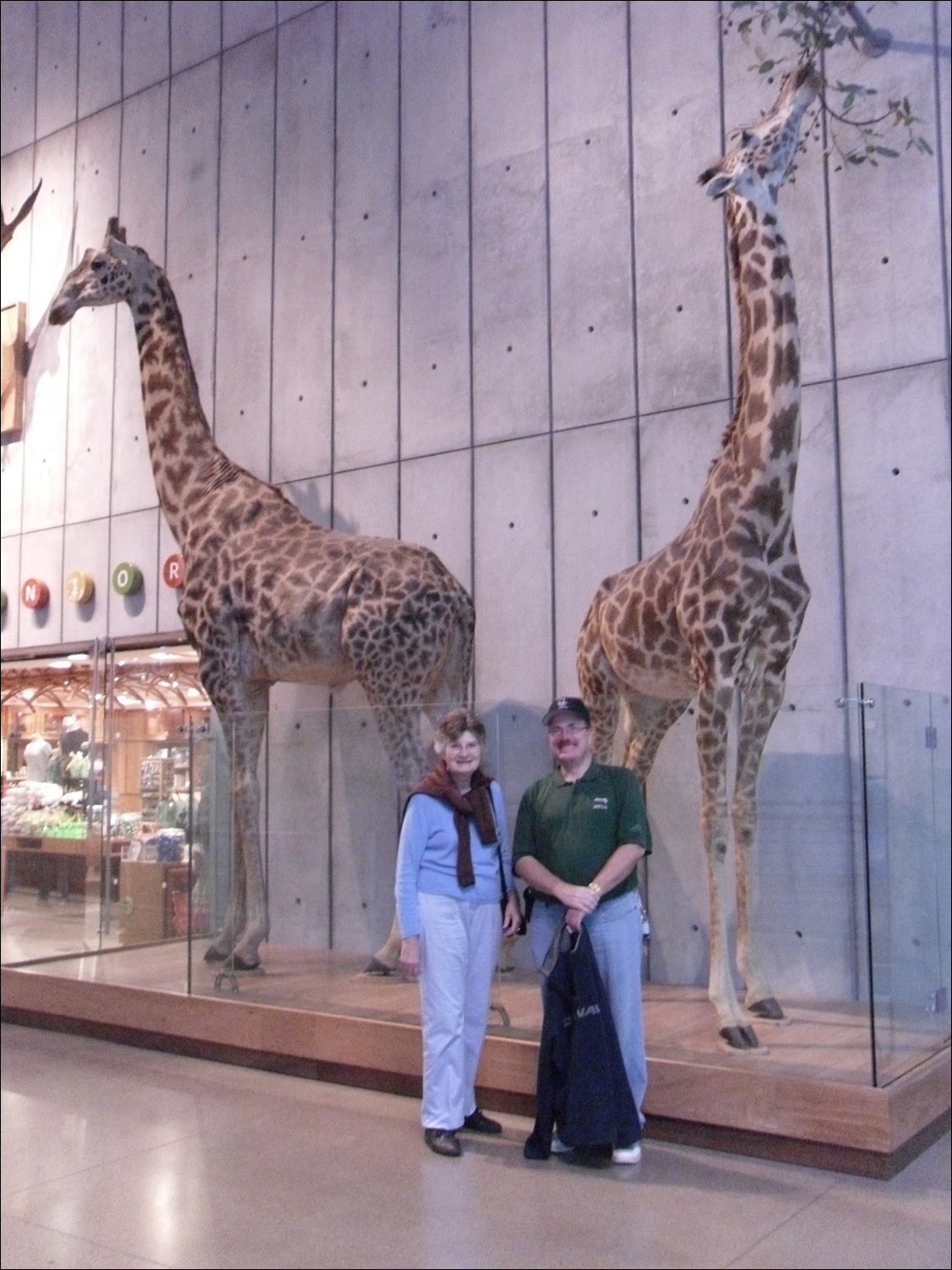 David Burrall and Anne McCarthy with giraffes